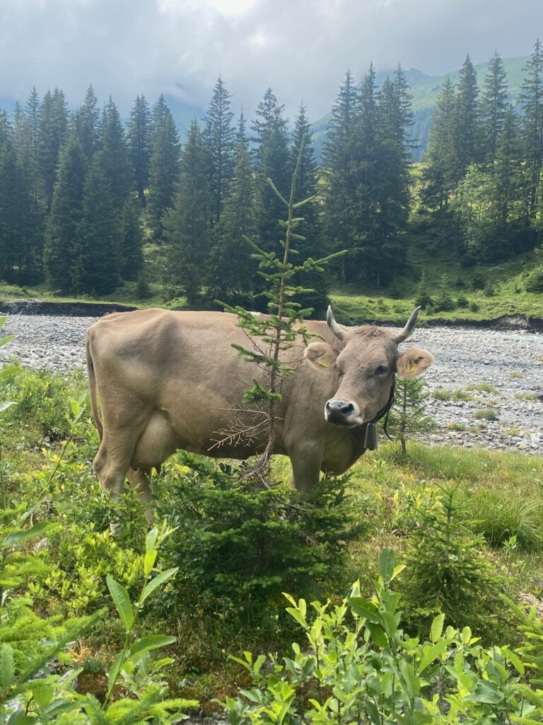 Leistungen Tierwohl